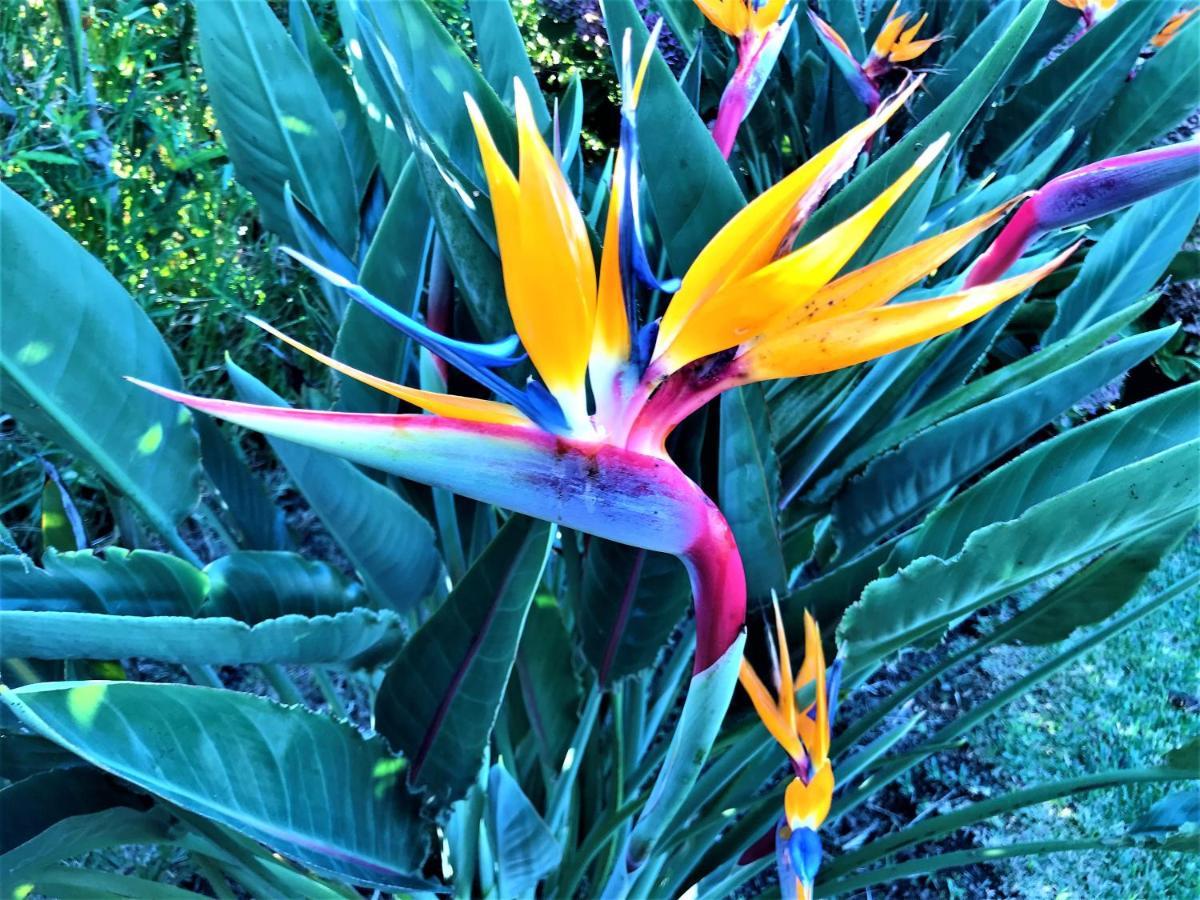 Surf Beach_Santa Barbara Secret Gardens Ribeira Grande Esterno foto